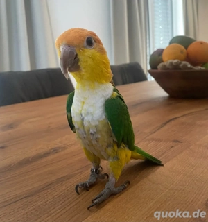 Rostkappen Papagei Männlich Handaufzucht