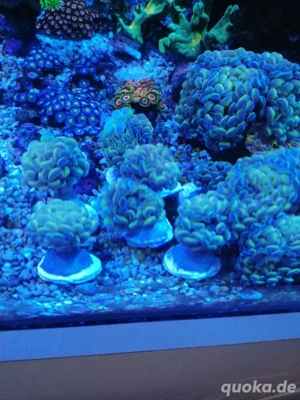 Meerwasser Korallen Euphyllia hologram  Bild 2