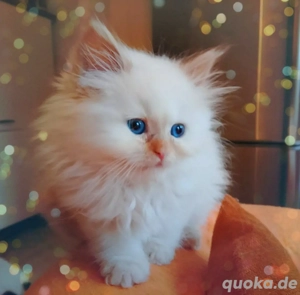 Kitten red point Birma x Sibirische Neva 3 Monate alt