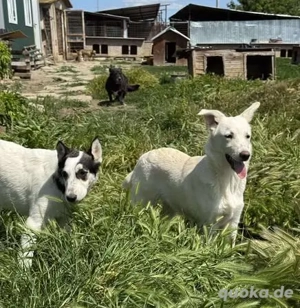 Hübsche Claire - sucht Geduld und Liebe Bild 7