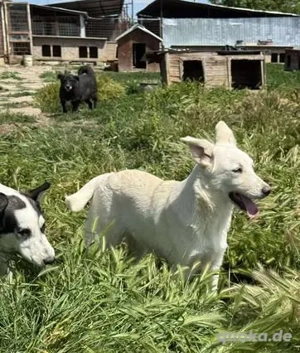 Hübsche Claire - sucht Geduld und Liebe Bild 4