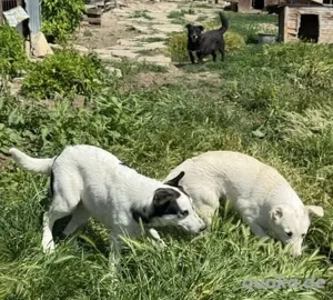 Hübsche Claire - sucht Geduld und Liebe Bild 6