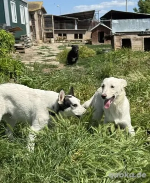 Hübsche Claire - sucht Geduld und Liebe Bild 5