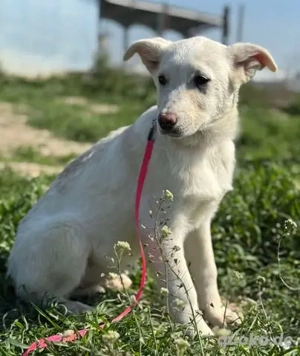 Hübsche Claire - sucht Geduld und Liebe Bild 3