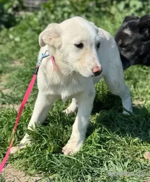 Hübsche Claire - sucht Geduld und Liebe Bild 9