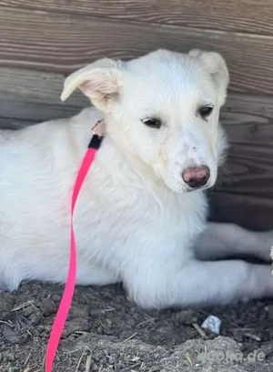 Hübsche Claire - sucht Geduld und Liebe Bild 10