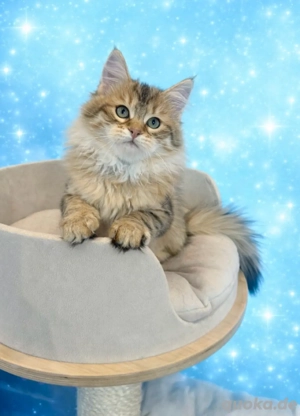 Sibirische Kätzen mit Stammbaum FIFE