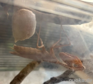 Papua Schildmantis Rhombodera kirbyi gottesanbeterin Ootheken