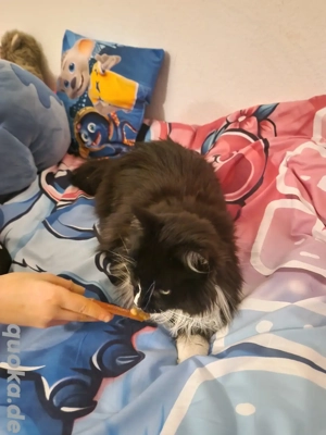 Hübsche verschmuste Maine Coon Katze sucht ein liebevolles Zuhause 