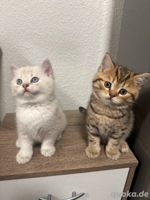 Katze Scottish Straight