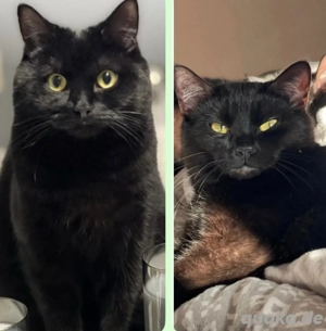 Dua und Bobo abzugeben 