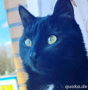 stella sucht ebenfalles ein eines zuhause 