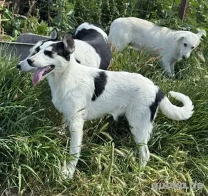 Stattlicher Collin - bewirbt sich als treuer Familienhund