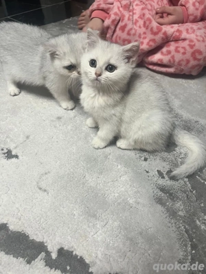 Britisch Kurzhaar kitten Silver Shaded reinrassig