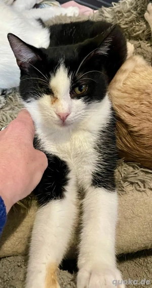 Lina sucht ihr Für-immer-Zuhause   neugierig, verschmust und voller Lebensfreude