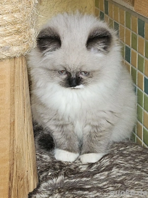 schwarz weißer Kater Heilige Birma Mix