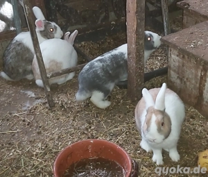 5 Monate alte Zwerghasen mix 