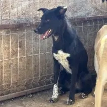 Sasuke 44 cm   Der Süße