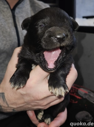 Reinrassige Groenendael Welpen 