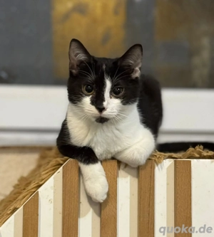 Katzenmädchen Sina   kleiner Schatz sucht ihr Glück