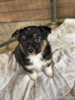 Reinrassige Australian Shepherd Welpen 