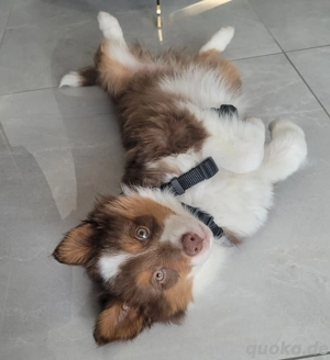australian shepherd Welpe