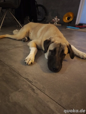 Bosse sucht sein Forever Home