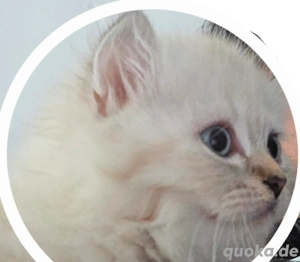 Süßes Perser-Baby (weiblich) sucht ein neues liebevolles Zuhause!