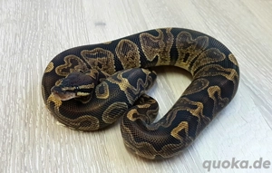 Königspython het Desert Ghost 1.0 