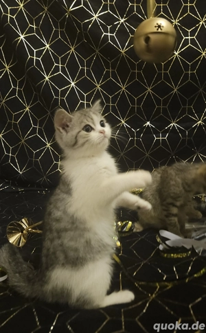 Kleine Kuschelbärchen suchen ein Herz auf Lebenszeit!   