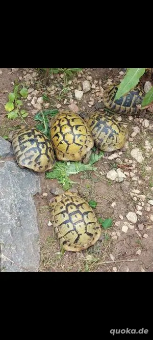 5x Adulte THB Hercegovinensis  Dalmatische Griechische Landschildkröten 