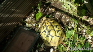 5x Adulte THB Hercegovinensis  Dalmatische Griechische Landschildkröten 