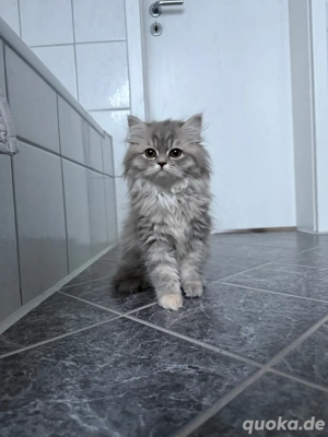 Main Coon - Perser Mix 