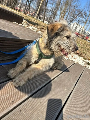 Süße Titza sucht ihr eigenes Körbchen Bild 2