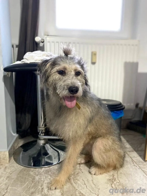 Süße Titza sucht ihr eigenes Körbchen Bild 9