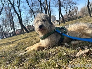 Süße Titza sucht ihr eigenes Körbchen Bild 4