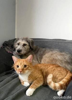 Süße Titza sucht ihr eigenes Körbchen Bild 5