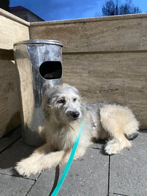 Süße Titza sucht ihr eigenes Körbchen Bild 8