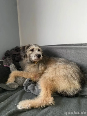 Süße Titza sucht ihr eigenes Körbchen Bild 3