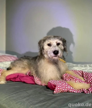 Süße Titza sucht ihr eigenes Körbchen Bild 7