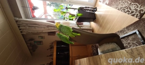 Doppelgelpkopf Amazone und Rotwangenamazonw