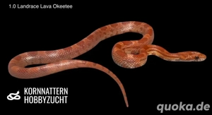 Landrace Lava Okeetee und Bloodred Pied (high white) Kornnattern Nachzuchten Jungtiere zur Abgabe