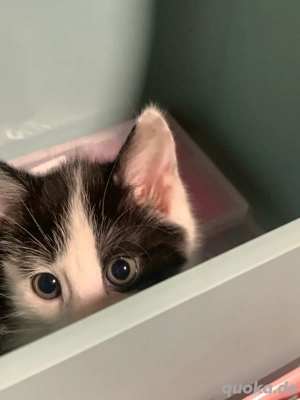 weiblich, Babykatze.