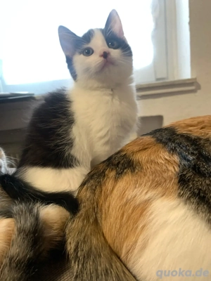 süße Kätzchen seine Name Efa    