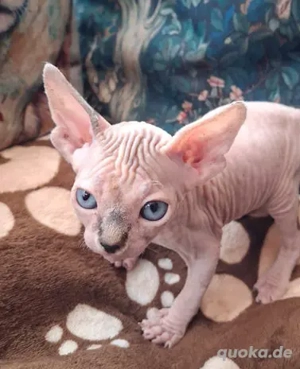 Sphynx-Katzen