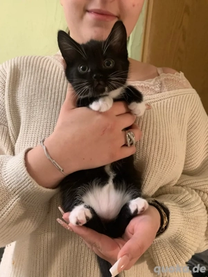 Schwarz-weiß Kater