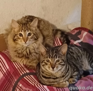 Kitten zum verlieben. 