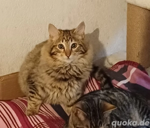 Sem sucht Personal  Bild 2