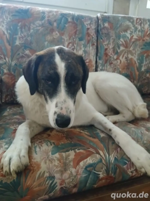 Hund Hündin Clara kastriert Bundesweite Vermittlung  Bild 4