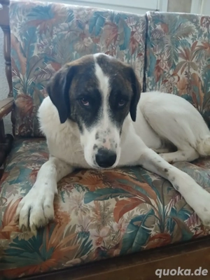 Hund Hündin Clara kastriert Bundesweite Vermittlung  Bild 5